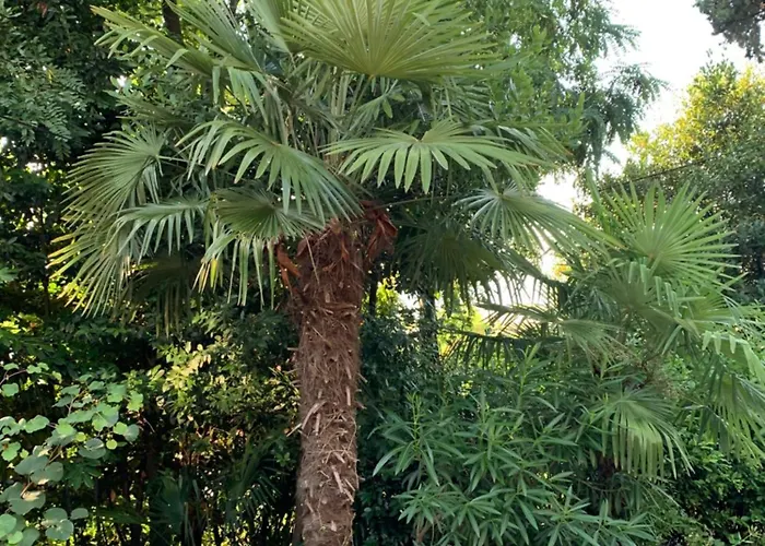 Sheltered Oasis In * Opatija